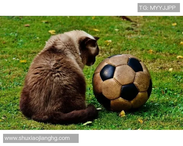 猫系足球明星的魅力与风采探索之旅